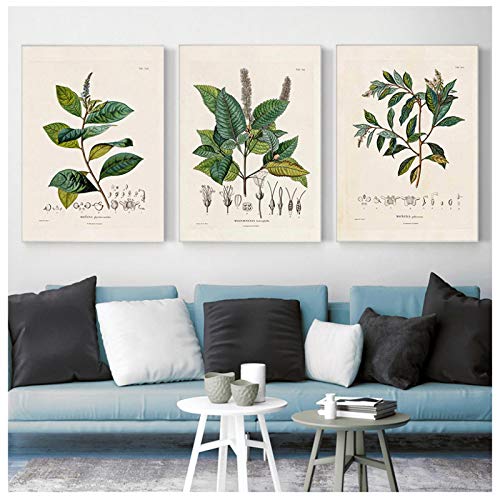 Botanical Studies Vintage Posters and Prints Antique Plant Illustrations Canvas Painting Botany Wall Art Pictures Decor 40x60cmx3 Frameless von Rumlly