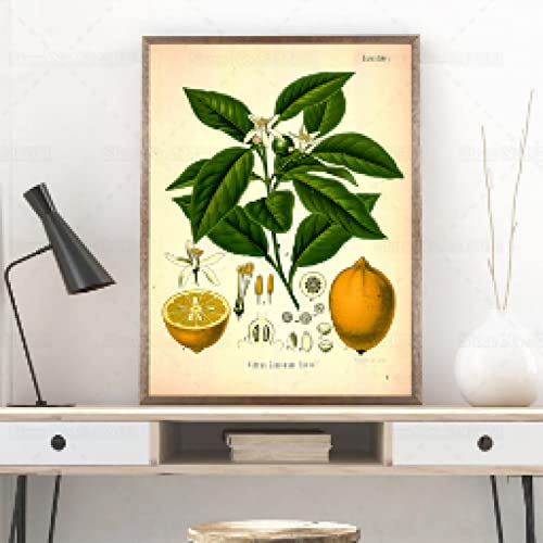 Canvas Artwork Vintage Lemon Poster Citrus Botanical Plant Canvas Painting Lemon Plant Kitchen Illustration Wall Art Decor 60x90cm Frameless von Rumlly