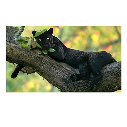 Rumlly Schöne schwarze Panther auf dem Baum Gemälde auf Leinwand Wandbilder für Kinder Schlafzimmer Wandkunst Poster Drucke Wohnkultur 50x90cm rahmenlos Rumlly Schöne schwarze Panther auf dem Baum Gemälde auf Leinwand Wandbilder für Kinder Schlafzimmer Wandkunst Poster Drucke Wohnkultur 50x90cm rahmenlos von Rumlly