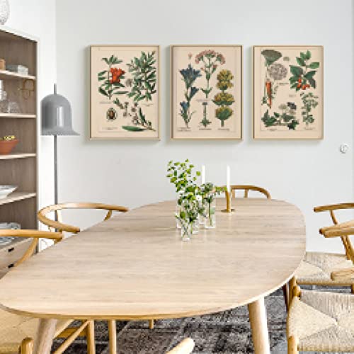 Vintage botanische Kräuter Poster und Drucke Home Wanddekoration, antike Pflanze Botanik Wandkunst Leinwand Malerei Bilder 30 x 40 cm x 3 Rahmenlos von Rumlly