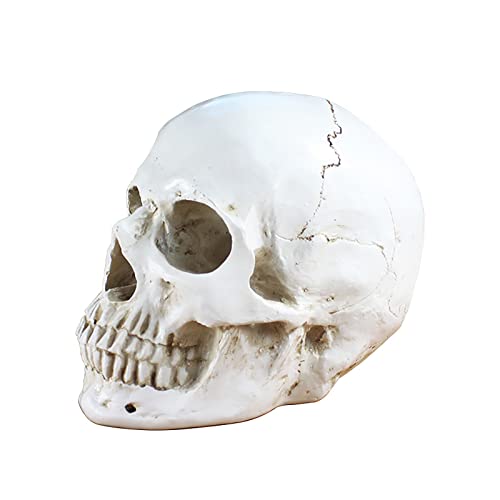Ruspela Menschliches Totenkopf-Modell, 1:1 Lebensgröße, menschliches Totenkopf-Modell, Replika, Harz, realistisch, menschlicher Totenkopf, Knochen, Statue, Dekoration, Skelett, Halloween-Dekoration Ruspela Menschliches Totenkopf-Modell, 1:1 Lebensgröße, menschliches Totenkopf-Modell, Replika, Harz, realistisch, menschlicher Totenkopf, Knochen, Statue, Dekoration, Skelett, Halloween-Dekoration von Ruspela