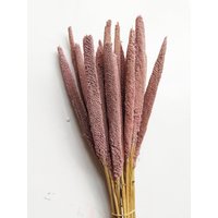 10 X Getrocknete Altrosa Babala Stiele - Hausdekoration Rustikale Blumensträuße Kränze von RusticHouse11
