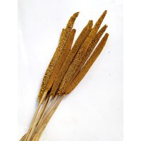 10 X Getrocknete Gelbe Babala Stiele - Hausdekoration Rustikale Blumensträuße Kränze von RusticHouse11