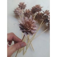 10 X Getrocknete Leucadendron Plumosum Cones Dusty Pink Farbe - Stemmed Hochzeitsblumen Brautsträuße Florales Arrangement von RusticHouse11