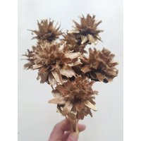 10 X Getrocknete Leucadendron Plumosum Cones Gold Farbe - Stemmed Hochzeitsblumen Brautsträuße Blumengesteck von RusticHouse11