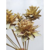 10 X Getrocknete Leucadendron Plumosum Cones Vanilla Yellow Farbe - Stemmed Hochzeitsblumen Brautsträuße Florales Arrangement von RusticHouse11