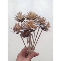10 X Getrocknete Leukatdron Pflaumenzapfen Creme Farbe - Stemmed Hochzeitsblumen Brautsträuße Blumengesteck von RusticHouse11