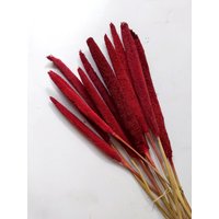 10 X Getrocknete Rote Babala Stiele - Hausdekoration Rustikale Blumensträuße Kränze von RusticHouse11