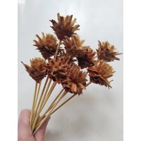 10 X Getrocknete Zapfen Natürliche Farbe Mit Stiel - Hochzeitsblumen Brautsträuße Blumenarrangement von RusticHouse11