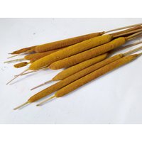 10x Getrocknete Gelbe Typha Stiele - Hausdekoration Rustikale Blumensträuße Kränze von RusticHouse11