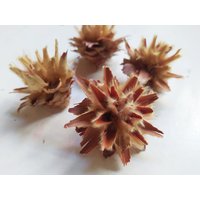 20 X Getrocknete Leucadendron Plumosum Köpfchen Naturfarbe - Hochzeitsblumen Brautsträuße Blumengesteck von RusticHouse11