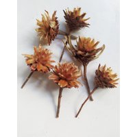25 X Getrockneter Leucadendron Plumosum Kurze Stielzapfen Naturfarbe - Hochzeitsblumen Brautsträuße Blumengesteck von RusticHouse11