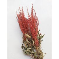 Getrocknete Astilbe Terracotta Farbige Bündel - Hochzeitsdekoration Rustikale Blumensträuße Kränze Blumenarrangement 10 Stiele von RusticHouse11