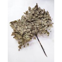 Getrockneter Avencao Farn Natürliche Farbe - Hochzeitsdekoration Rustikale Blumensträuße Kränze von RusticHouse11