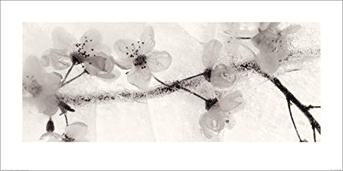 Ryuijie Douglas "Ice Form 22" 50 x 100cm Kunstdruck von Ryuijie Douglas