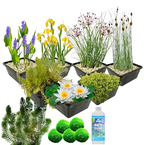 vdvelde.com - Wasserpflanzen Teich Winterhart - 36er Set Wasserpflanzen mit 1 Seerose und 19 Sauerstoffpflanzen - Für ca. 1000 liter Wasser - Inklusive Teichpflanzen Korb Sets von S VD VELDE WATERPLANTEN