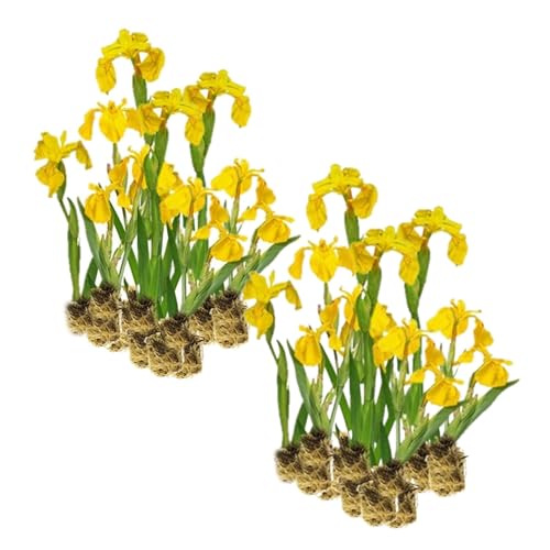 vdvelde.com - Gelbe Sumpfschwertlilie Iris Pseudacorus - Für ca. 2,5 m² - 30 lose Filterpflanzen - Für Teichpflanzenfilter - Winterharte Teichpflanzen - Van der Velde Wasserpflanzen von S VD VELDE WATERPLANTEN