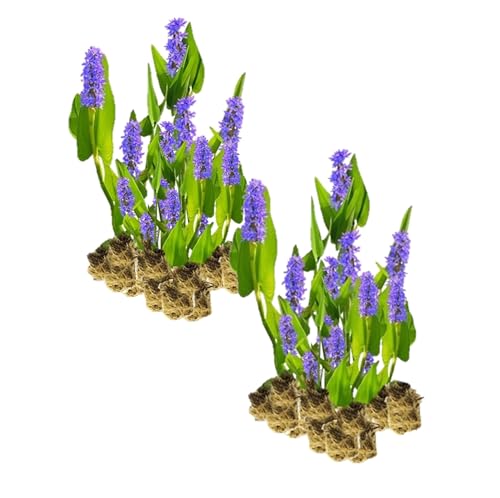 vdvelde.com - Hechtkraut Pontederia Cordata - Für ca. 2,5 m² - 30 lose Filterpflanzen - Für Teichpflanzenfilter - Winterharte Teichpflanzen - Van der Velde Wasserpflanzen von S VD VELDE WATERPLANTEN