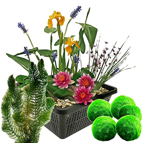 vdvelde.com - Mini Teichpflanzen Set Winterhart - Multi + Sauerstoffpflanzen - 1 Rote Seerose, 3 Blühende Wasserpflanzen 5 Mooskugeln und 6 Hornblatt - inklusive Teichkorb von S VD VELDE WATERPLANTEN