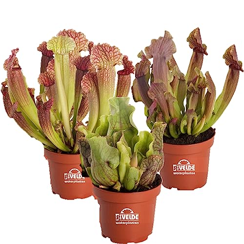 vdvelde.com - Sarracenia fleischfressende Pflanzen - 3er Set - Winterhart - Juthatip, Venosa, Maroon - Topf-Ø 9 cm, Pflanzenhöhe: 10-20 cm - Van der Velde Wasserpflanzen von S VD VELDE WATERPLANTEN