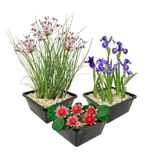 vdvelde.com - Teichpflanzen Set Rot Winterhart - 9 Pflanzen für Mini teich und großer Gartenteich - Seerose, Sumpf Iris und Schwanenblume inklusive Pflanzkörbe - Van der Velde Wasserpflanzen von S VD VELDE WATERPLANTEN