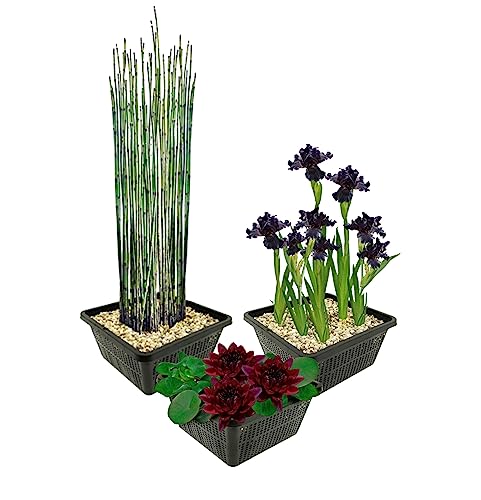 vdvelde.com - Wasserpflanzen Dunkel Set Winterhart - 9 Teichpflanzen - Für Miniteiche und großer Gartenteiche - Seerose, Schwanenblume und Sumpfhyazinthe inklusive Teichkörbe von S VD VELDE WATERPLANTEN