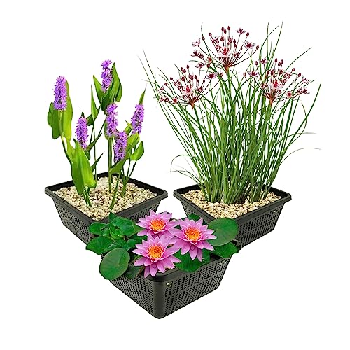 vdvelde.com - Wasserpflanzen Set Winterhart - 9 Teichpflanzen - Für Miniteiche und großer Gartenteiche - Seerose, Schwanenblume und Sumpfhyazinthe inklusive Teichkörbe - Van der Velde Wasserpflanzen von S VD VELDE WATERPLANTEN