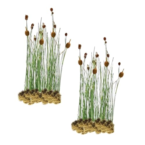 vdvelde.com - Zwerg-rohrkolben Typha Minima - Für ca. 2,5 m² - 30 lose Filterpflanzen - Für Teichpflanzenfilter - Winterharte Teichpflanzen - Van der Velde Wasserpflanzen von S VD VELDE WATERPLANTEN