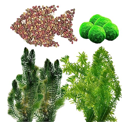 vdvelde.com - Lose Teichpflanzen Winterhart - Sauerstoffpflanzen Teich Paket - 32er Set Wasserpflanzen mit 5L Fischfutter - für 3.000 Liter Wasser - Klärpflanze Teich - Van der Velde Wasserpflanzen vdvelde.com - Lose Teichpflanzen Winterhart - Sauerstoffpflanzen Teich Paket - 32er Set Wasserpflanzen mit 5L Fischfutter - für 3.000 Liter Wasser - Klärpflanze Teich - Van der Velde Wasserpflanzen von S VD VELDE WATERPLANTEN