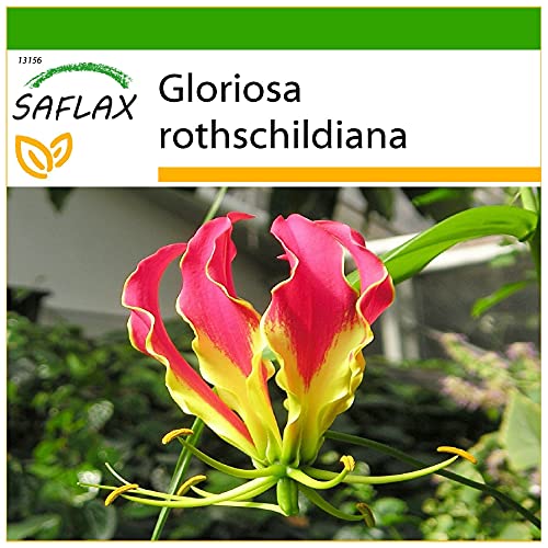 SAFLAX - Afrikanische Kletterlilie - 15 Samen - Mit keimfreiem Anzuchtsubstrat - Gloriosa rothschildiana von Saflax