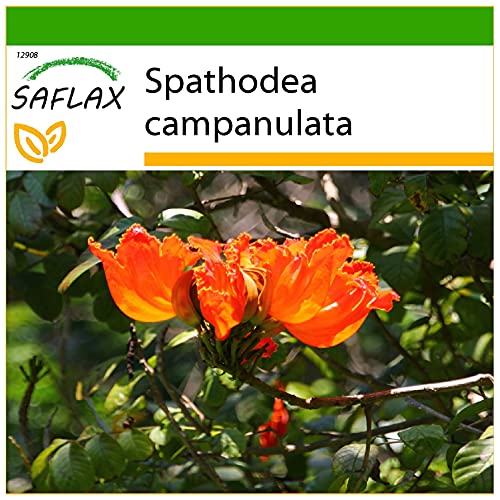 SAFLAX - Afrikanischer Tulpenbaum - 30 Samen - Mit keimfreiem Anzuchtsubstrat - Spathodea campanulata von Saflax