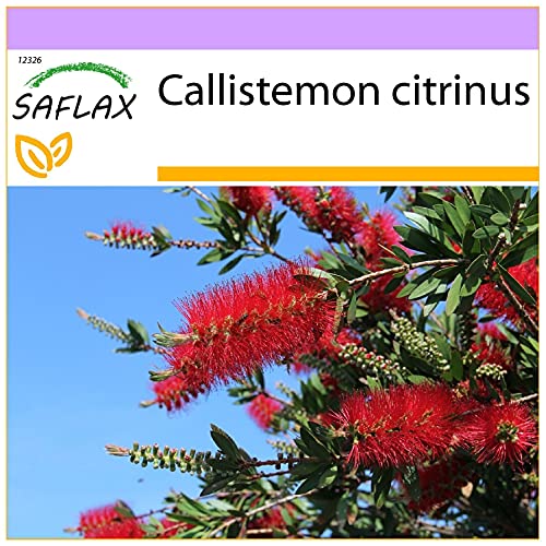 SAFLAX - Australischer Lampenputzer - 400 Samen - Callistemon citrinus von Saflax