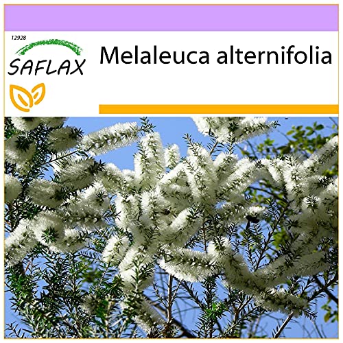SAFLAX - Australischer Teebaum - 400 Samen - Melaleuca alternifolia von Saflax