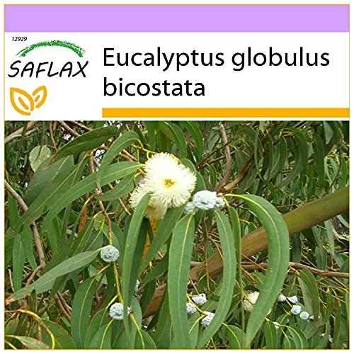 SAFLAX - Eucalyptus (bicostata) - 100 Samen - Eucalyptus globulus von Saflax