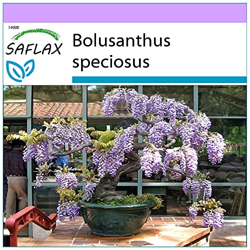 SAFLAX - Bonsai - Afrikanischer Blauregen - 15 Samen - Bolusanthus speciosus von Saflax