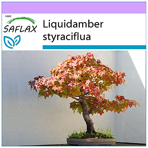 SAFLAX - Bonsai - Amerikanischer Amberbaum - 100 Samen - Liquidamber styraciflua von Saflax