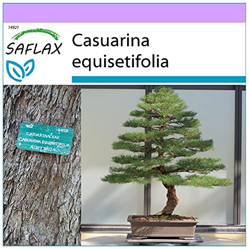 SAFLAX - Bonsai - Australische Strandkiefer - 200 Samen - Casuarina equisetifolia von Saflax
