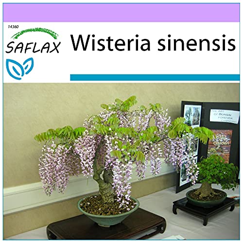 SAFLAX - Bonsai - Blauregen - 4 Samen - Wisteria sinensis von Saflax