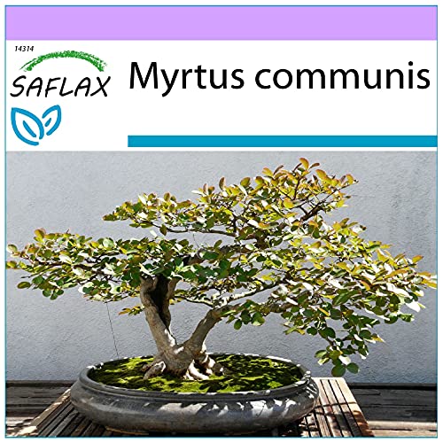 SAFLAX - Bonsai - Echte Myrte/Brautmyrte - 30 Samen - Myrtus communis von Saflax