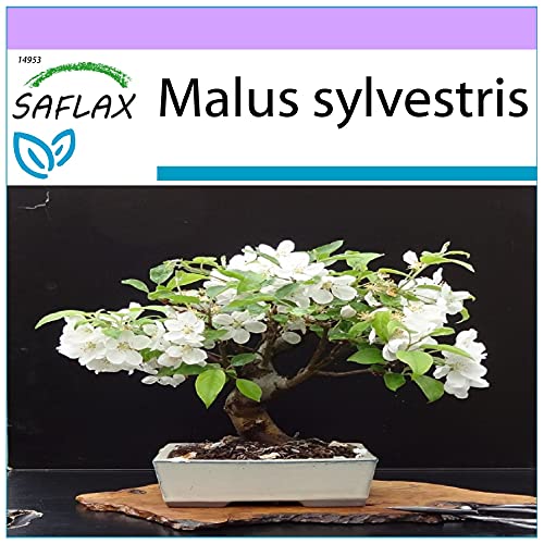 SAFLAX - Bonsai - Europäischer Wildapfel - 30 Samen - Malus sylvestris von Saflax