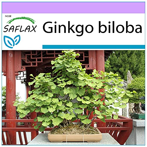 SAFLAX - Bonsai - Ginkgo - 4 Samen - Ginkgo biloba von Saflax