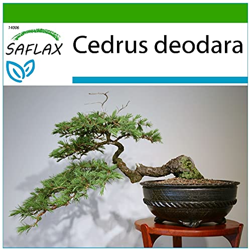 SAFLAX - Bonsai - Himalaya Zeder - 35 Samen - Mit keimfreiem Anzuchtsubstrat - Cedrus deodara von Saflax
