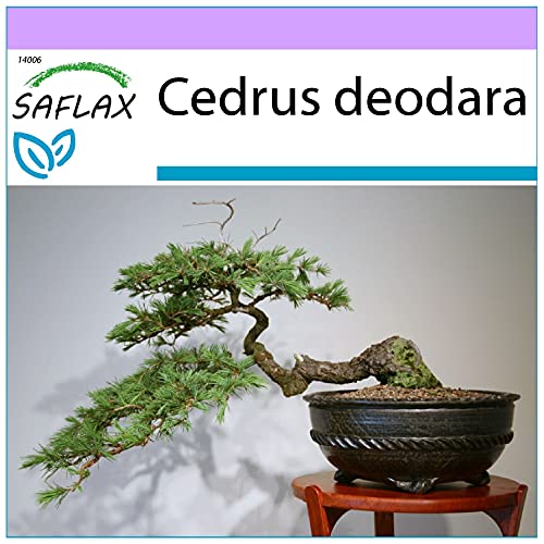 SAFLAX - Bonsai - Himalaya Zeder - 35 Samen - Cedrus deodara von Saflax