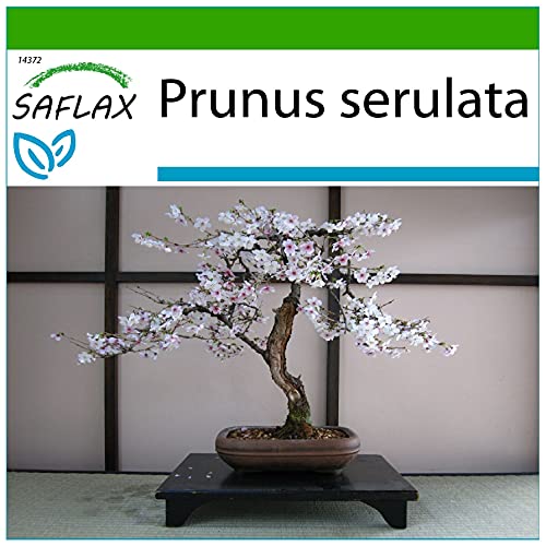 SAFLAX - Bonsai - Japanische Blütenkirsche - 30 Samen - Mit keimfreiem Anzuchtsubstrat - Prunus serulata von Saflax