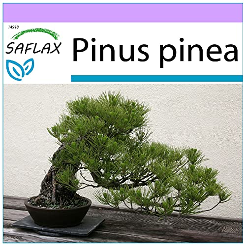 SAFLAX - Bonsai - Mittelmeer-Pinie - 6 Samen - Pinus pinea von Saflax
