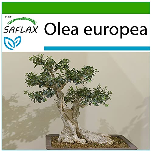 SAFLAX - Bonsai - Ölbaum - 20 Samen - Mit keimfreiem Anzuchtsubstrat - Olea europea von Saflax