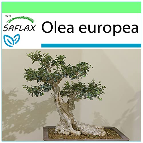 SAFLAX - Bonsai - Ölbaum - 20 Samen - Olea europea von Saflax