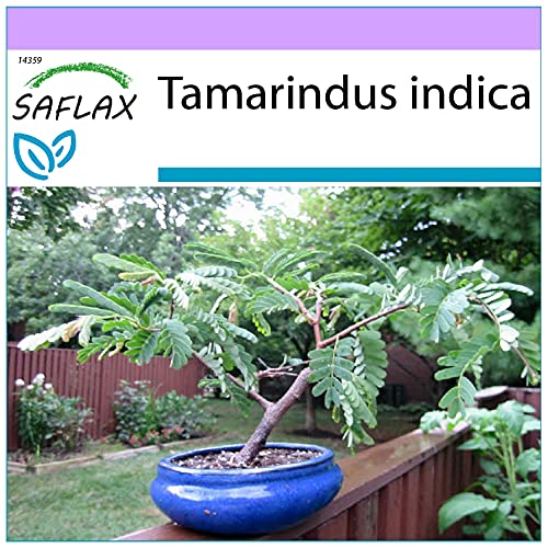 SAFLAX - Bonsai - Tamarinde - 4 Samen - Tamarindus indica von Saflax