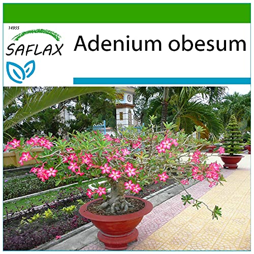 SAFLAX - Bonsai - Wüstenrose - 8 Samen - Mit keimfreiem Anzuchtsubstrat - Adenium obesum von Saflax