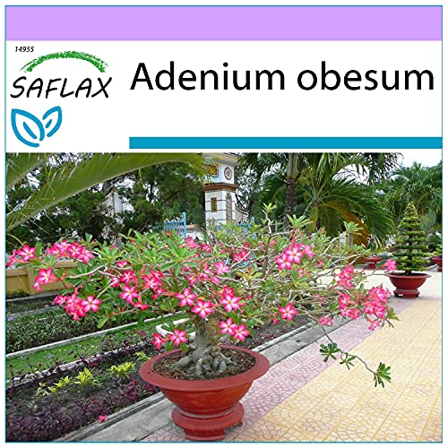 SAFLAX - Bonsai - Wüstenrose - 8 Samen - Adenium obesum von Saflax